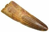 Fossil Spinosaurus Tooth - Feeding Worn Tooth #370698-1